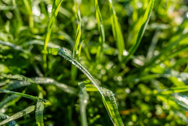 Achtergrond van groen gras met regendruppels