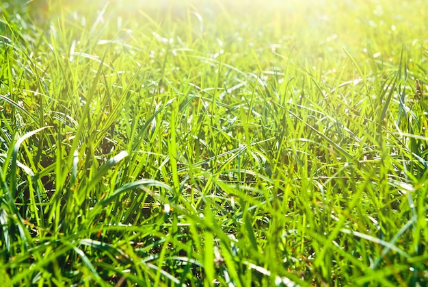 Achtergrond van groen gras op een zonnige dag