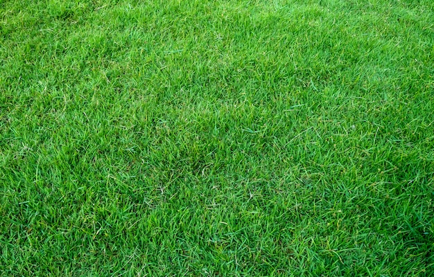 Achtergrond van groen grasgebied. Groen graspatroon en textuur.