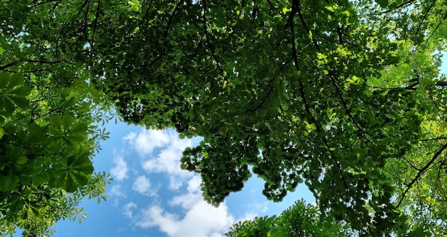 Achtergrond van groene bladeren en blauwe lucht.