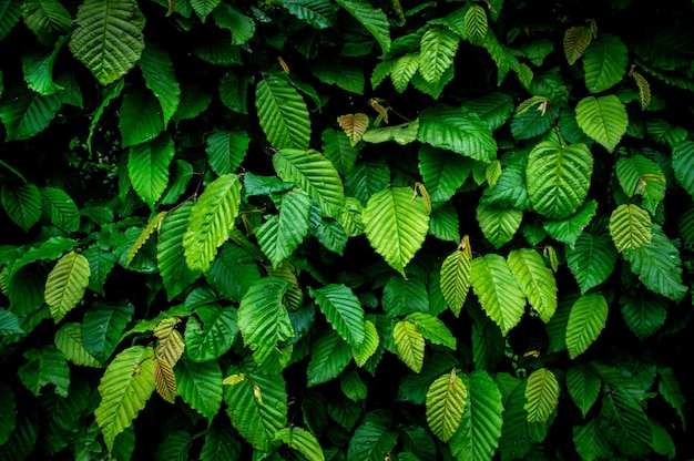 Achtergrond van groene bladeren Full Frame Shot Of Plants Wallpaper