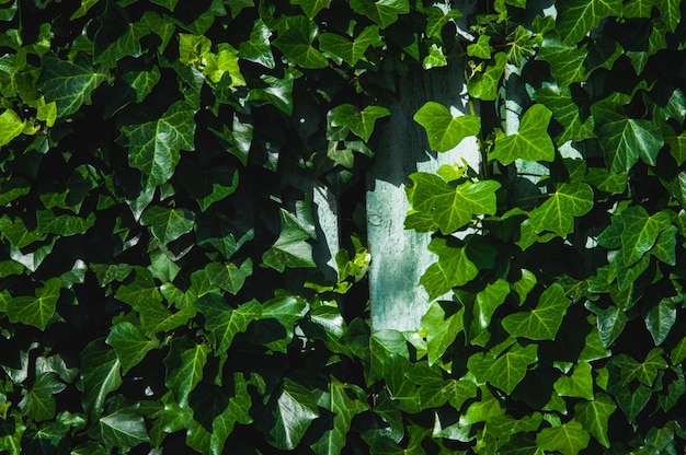 Achtergrond van groene bladeren Full Frame Shot Of Plants