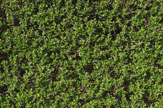Achtergrond van groene bladeren natuurlijke muur. Close-up, macro.