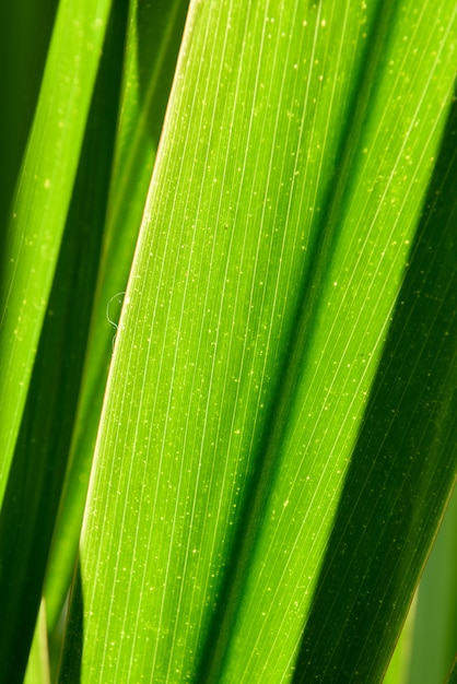 Achtergrond van groene bladeren.