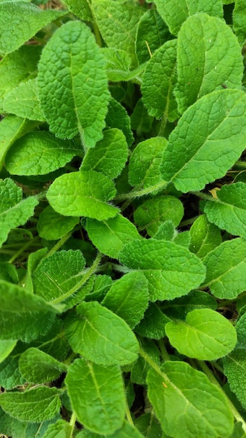 Achtergrond van groene bladeren