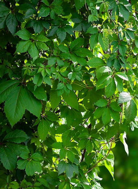 achtergrond van groene druivenbladeren close-up