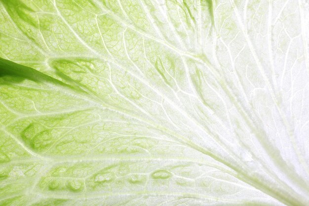 Foto achtergrond van groene koolbladeren