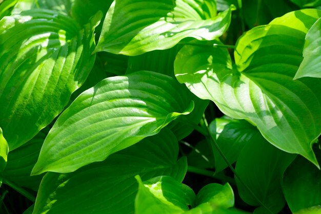 Achtergrond van groene lelies in de natuur close-up Decoratieve tuinplant Hosta