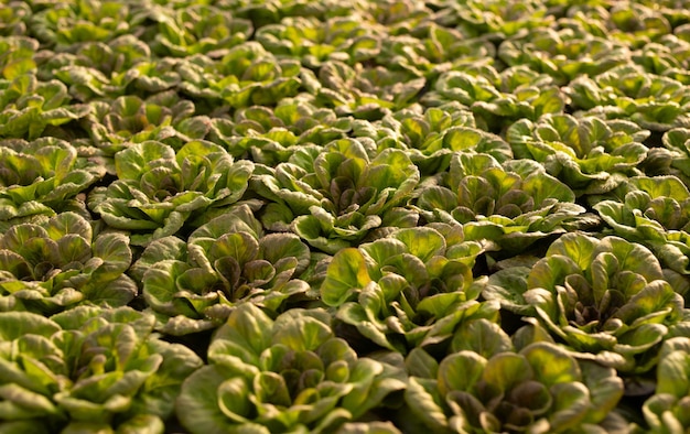 Achtergrond van groene sla in serre