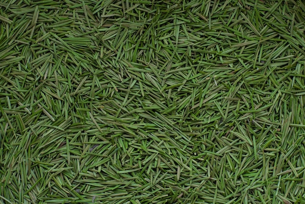Achtergrond van groene spar naalden close-up