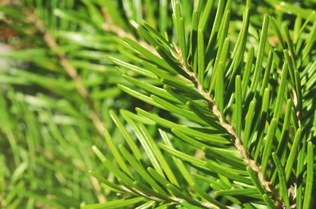 Achtergrond van groene takken van dennenboom