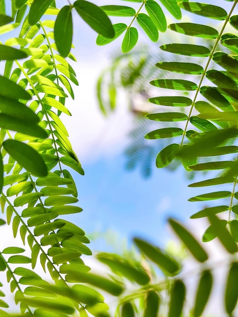 Achtergrond van heldergroene acaciabladeren in de vorm van een frame met heldere lucht in het midden