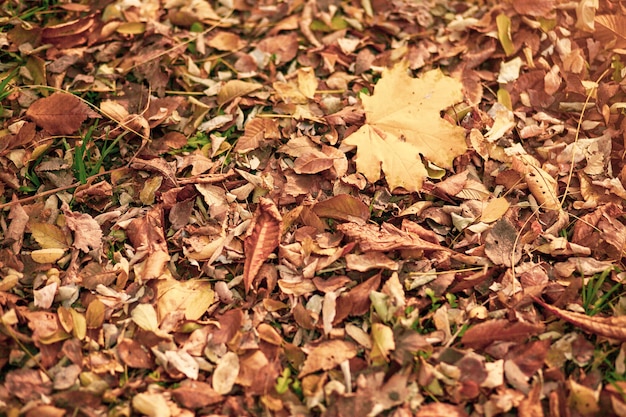 Achtergrond van herfst gele en oranje droge bladeren die op de grond liggen.