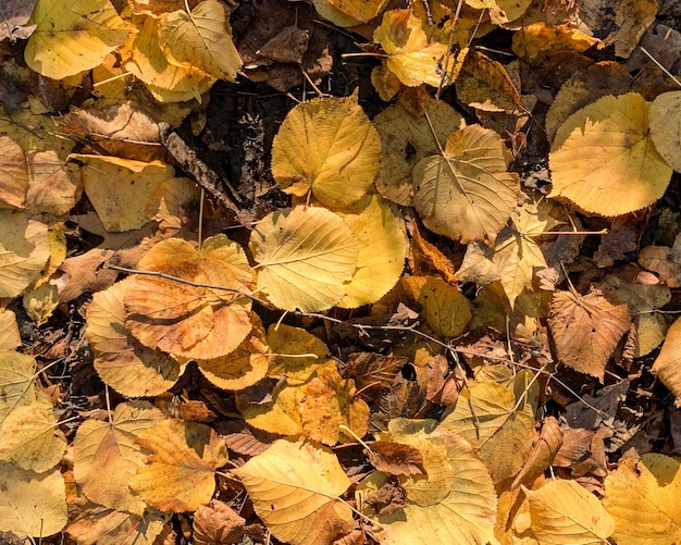 Achtergrond van herfst gevallen bladeren close-up De textuur van het gele gebladerte