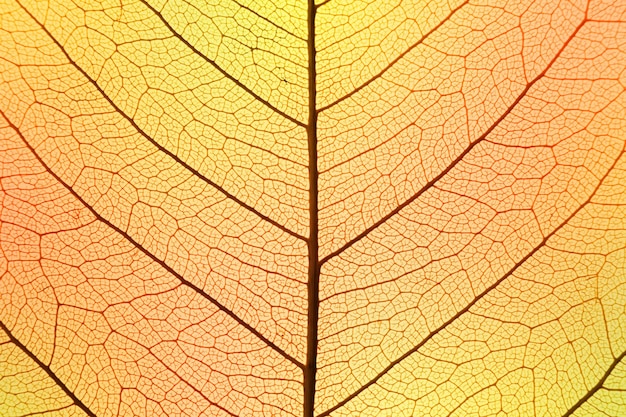 Achtergrond van herfstkleuren Bladcelstructuur natuurlijke textuur