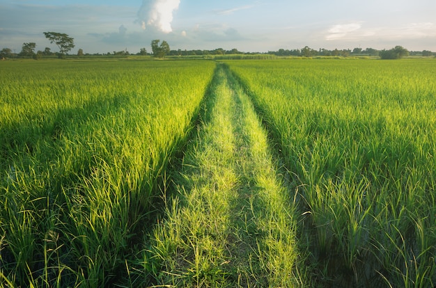 Achtergrond van het de aardlandschap van het padieveld de groene gras.