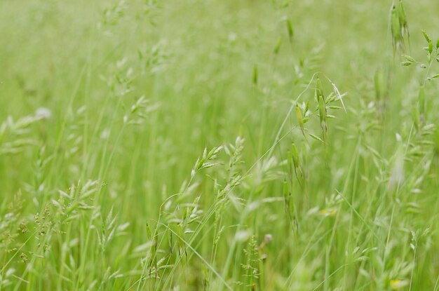 Achtergrond van het groene gras met bloemen in de zomer weide veld close-up. Natuurlijke achtergronden