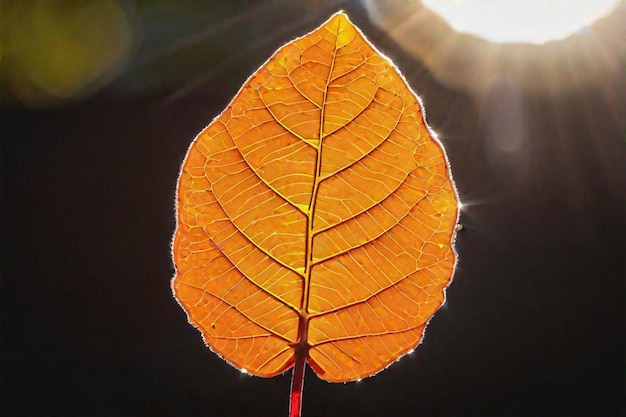 achtergrond van het herfstblad