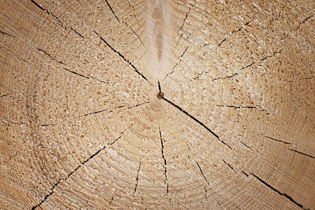 Achtergrond van hout in de snede