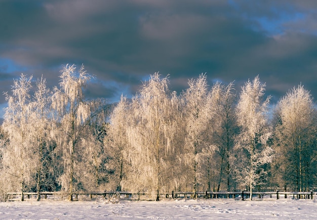 Achtergrond van ijzige witte berkenbomen in het concept van de zonnige koude dagwinter