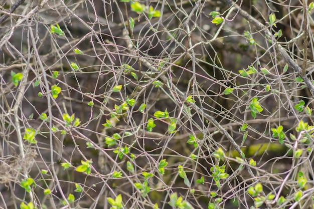 Achtergrond van jonge groene bladeren op takken. Vroege lente