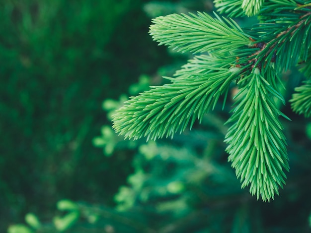 achtergrond van kerstboomtakken