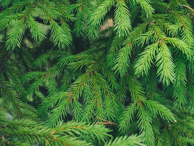 achtergrond van kerstboomtakken