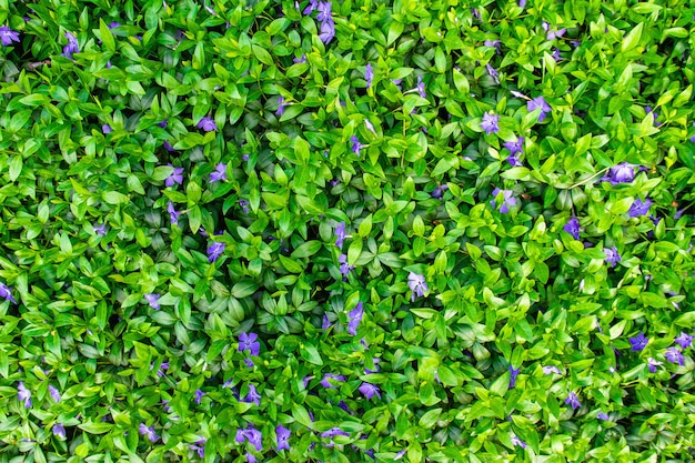 Achtergrond van kleine paarse lentebloemen en groene bladeren op het gazon