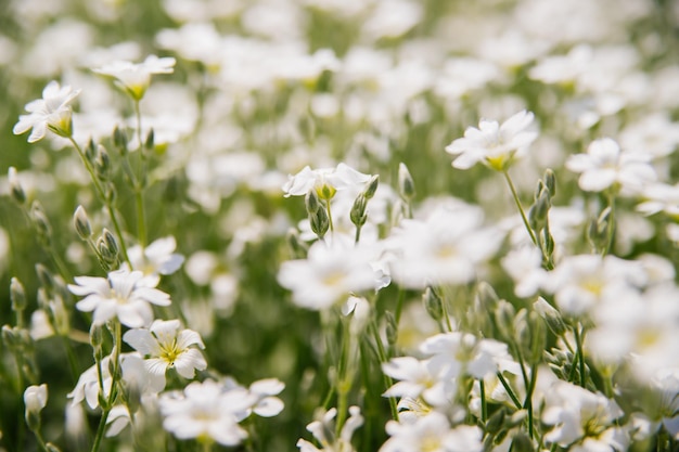 Achtergrond van kleine witte bloemen Tuindecoratie Zonlicht Zachte selectieve focus Achtergrondvervaging