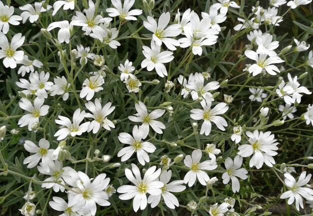 Achtergrond van kleine witte bloemen