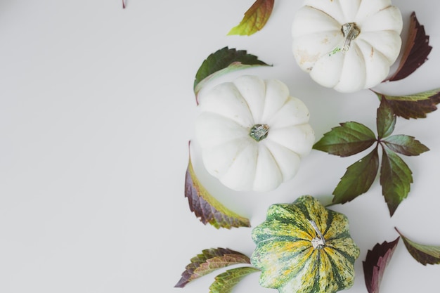 Achtergrond van kleine witte en gele pompoenen op tafel.