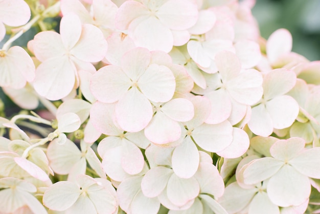 Achtergrond van kleine witte hortensia bloemen