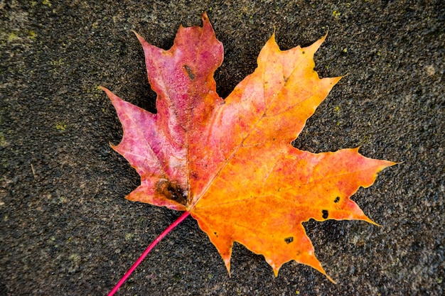 Achtergrond van kleurrijke esdoornbladeren in de herfst