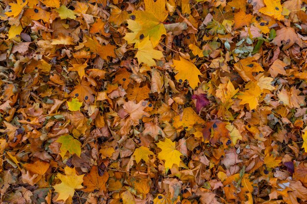 Achtergrond van kleurrijke herfstbladeren, heldere herfstkleuren vallen kopieerruimte