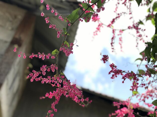 achtergrond van lente bloesem boom met roze mooie bloemen selectieve aandacht voor flyer poster