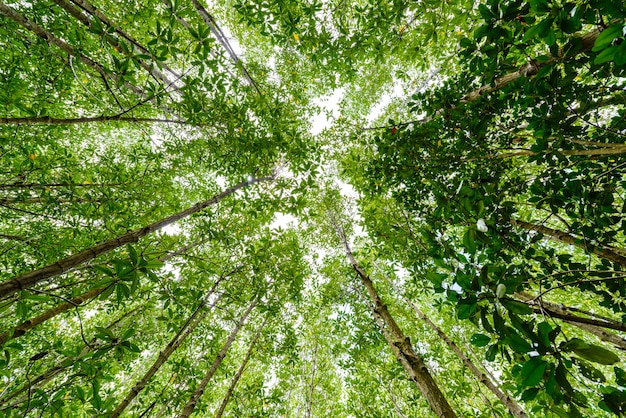 Achtergrond van mangrovebos bij Aardbehoud en Bos