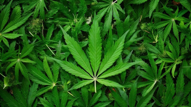 achtergrond van marihuana bladeren