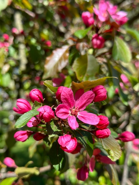 achtergrond van meidoornbloemen