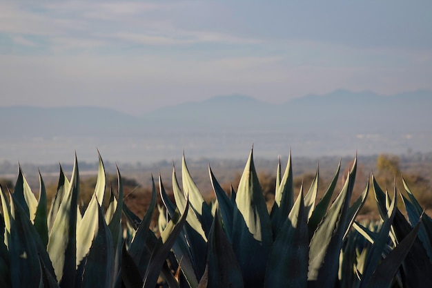 Achtergrond van Mexicaans landschap in een plantage van maguey