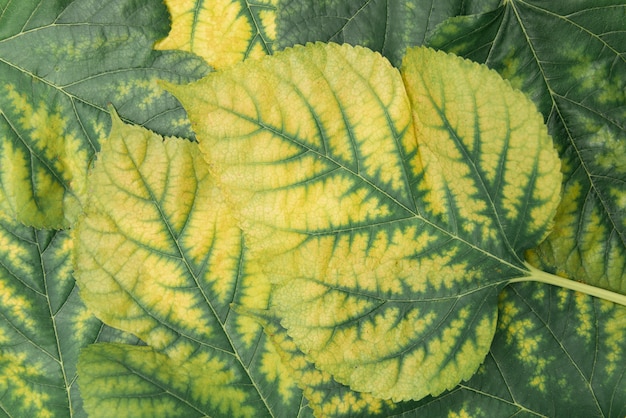 Achtergrond van moerbeiboom de groengele bladeren