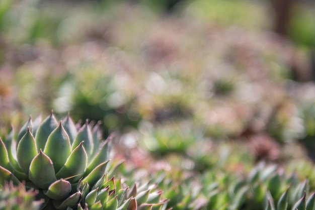 Achtergrond van mooie groene vetplanten