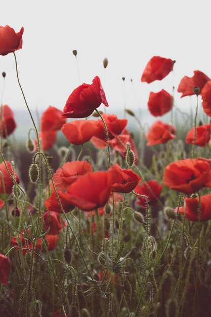 Achtergrond van mooie rode papaver veld. Provence, Frankrijk. een poster