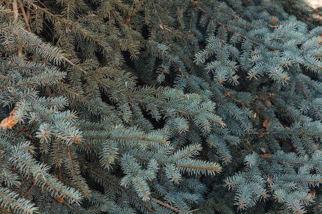 Achtergrond van naaldplant takken close-up