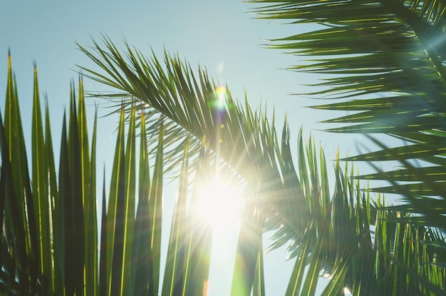 Achtergrond van natuur groene palmtak op tropisch strand met bokeh zonlicht. blauwe lucht. Vakantie