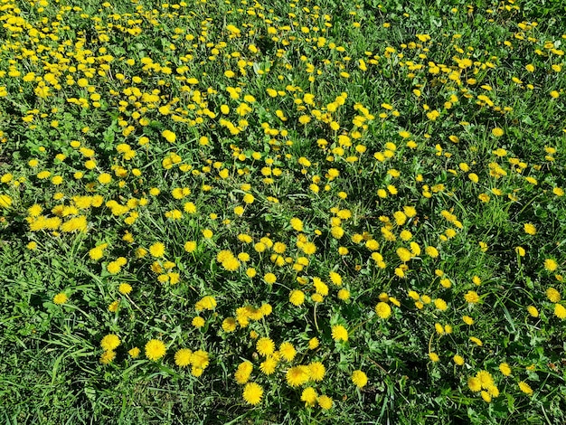 Achtergrond van paardebloemen van de familie Taraxacum officinale