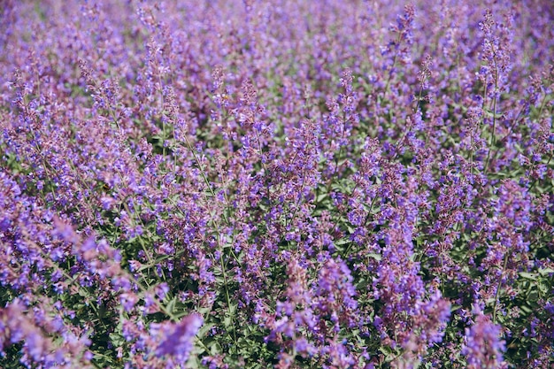 Achtergrond van paarse bloemen in Amsterdam