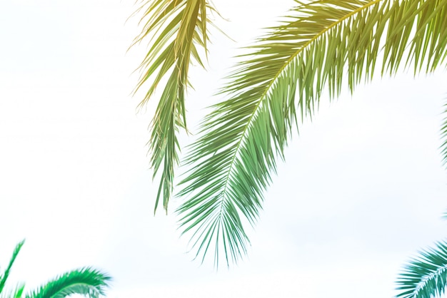 Achtergrond van palmbladen met zonlicht voor ontwerp, Holiday Travel Design Toned Vintage Pastel Effect kopie ruimte