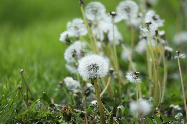 achtergrond van patroon met paardebloemenzaad