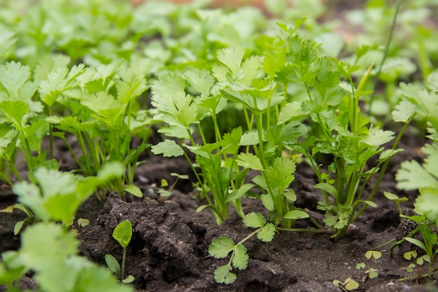 Achtergrond van peterselie. Vers groeiende peterselie in de tuin buiten