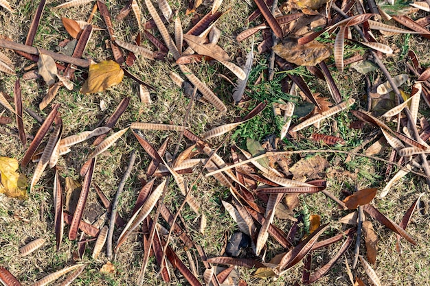 Achtergrond van peulen en droge bladeren op gras